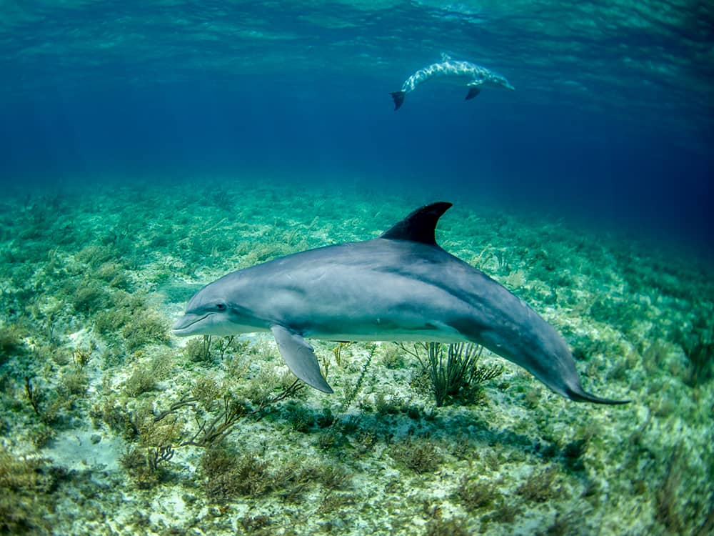 Dolphin